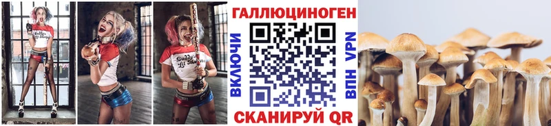 Псилоцибиновые грибы Psilocybine cubensis  Кисловодск 